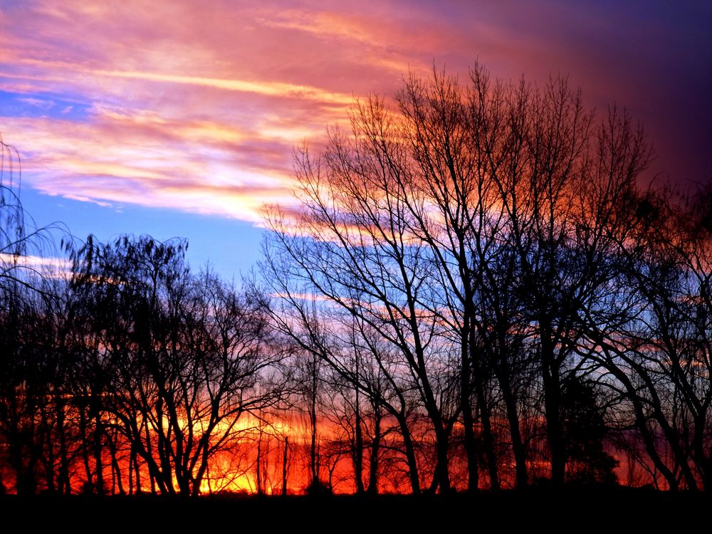 desnudos los arboles......fuego no es...........solo la puesta del sol....