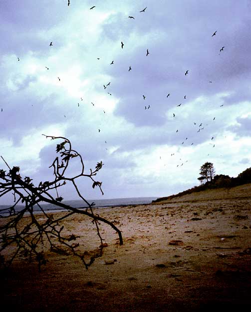 Desolate Beach