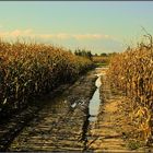 " Desolate Fields "