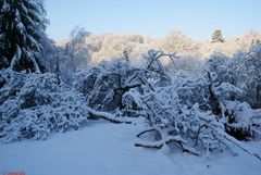 Désolation hivernale