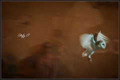 Desolina's flight
