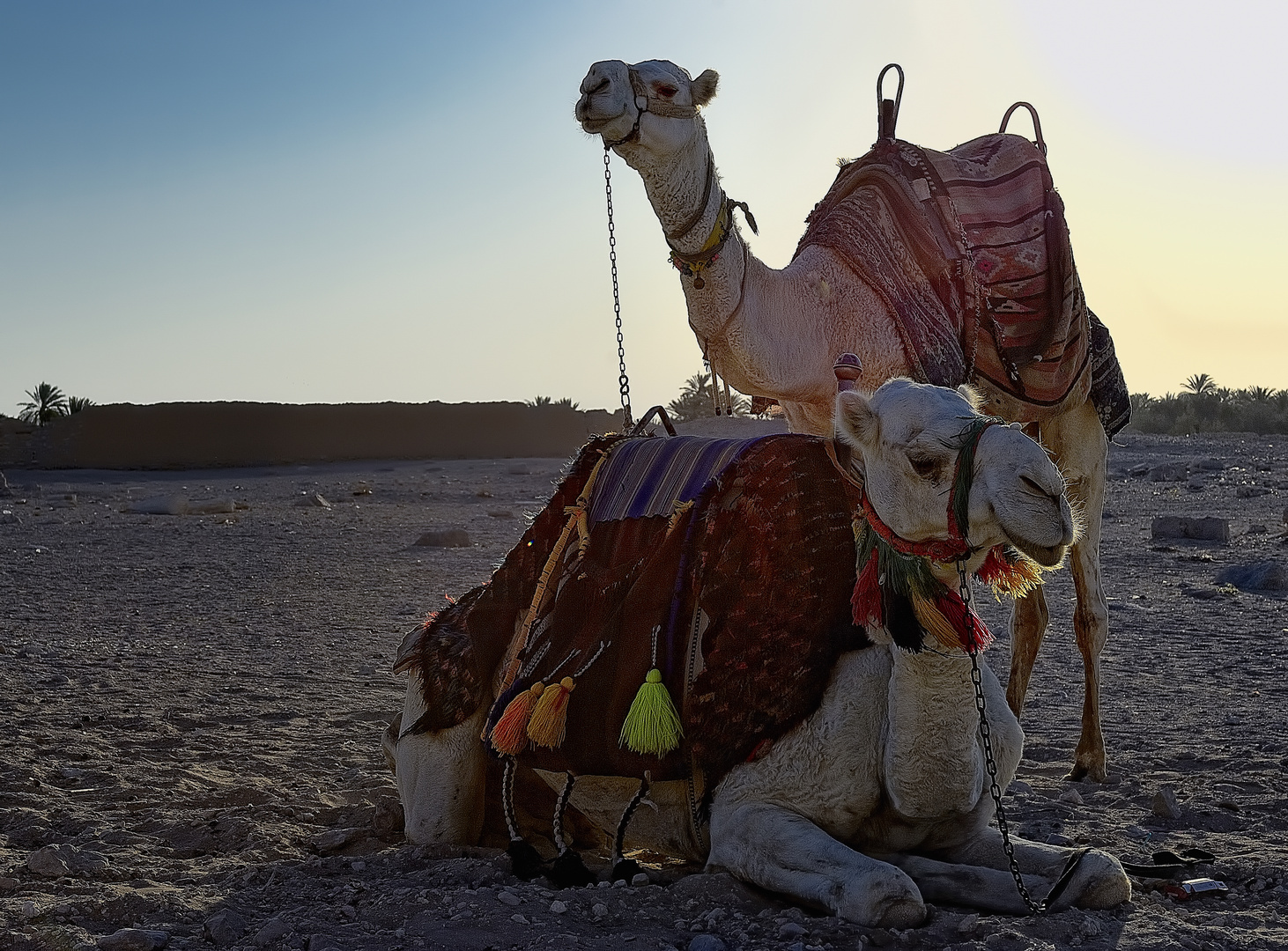 Despierta el desierto