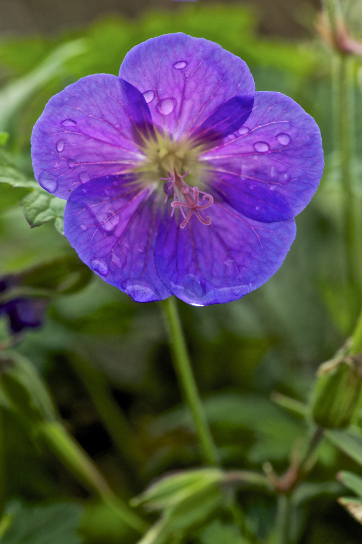 Després de la pluja.