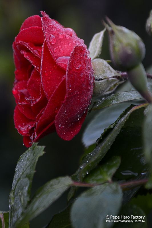 Después de la lluvia