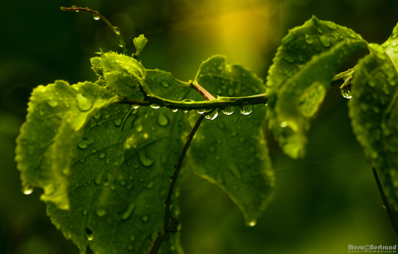 Después de la lluvia