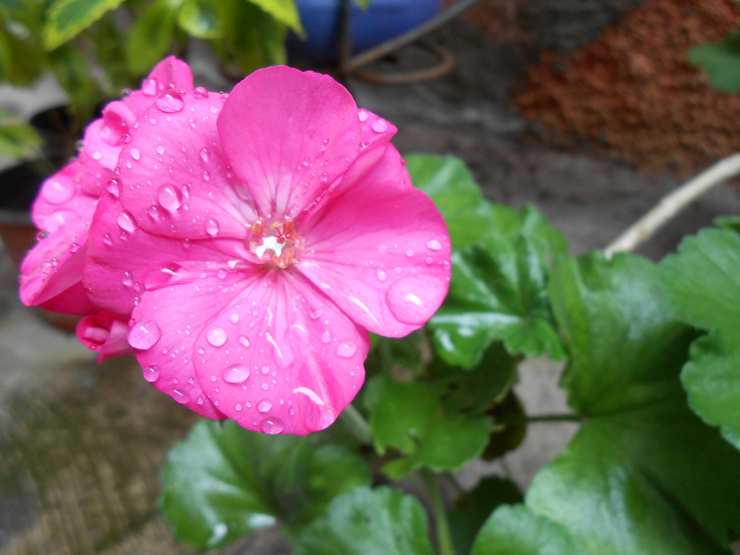 Despues de la lluvia