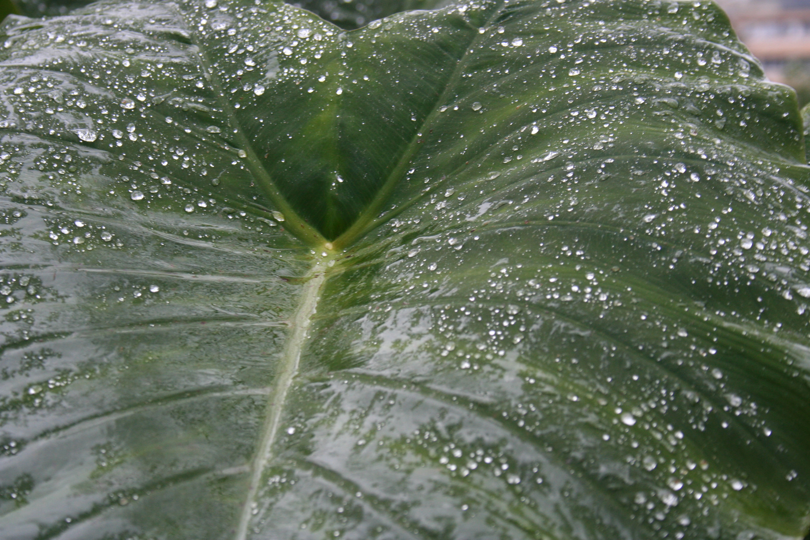 despues de la lluvia