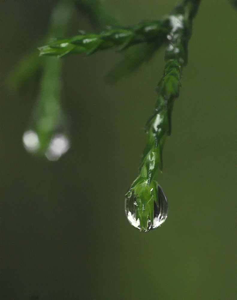 despues de la lluvia