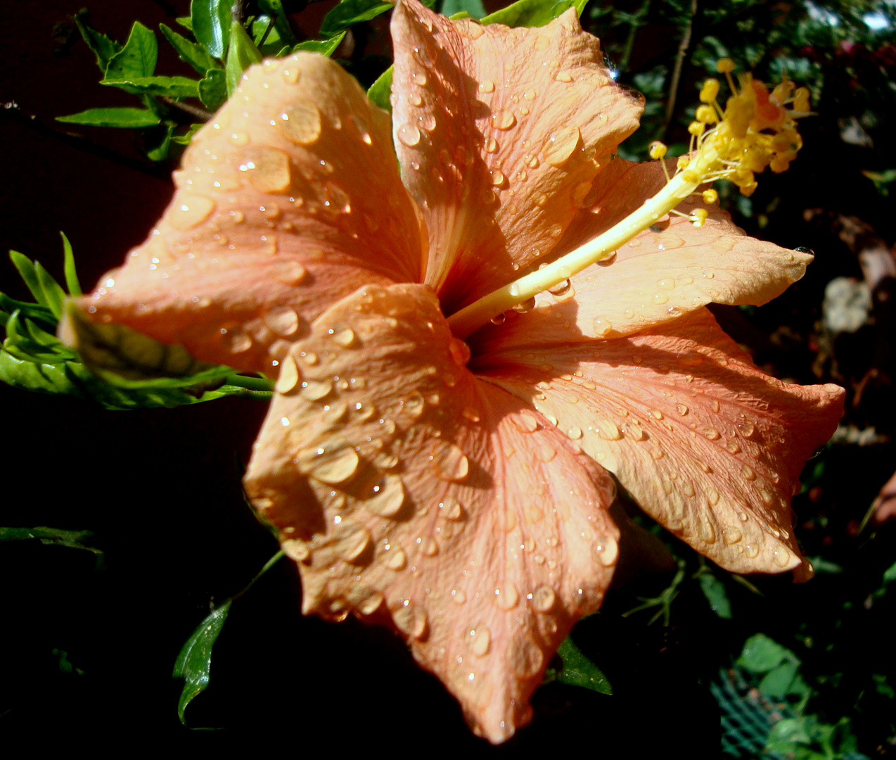 DESPUES DE LA LLUVIA