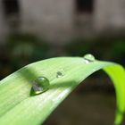 Después de la lluvia