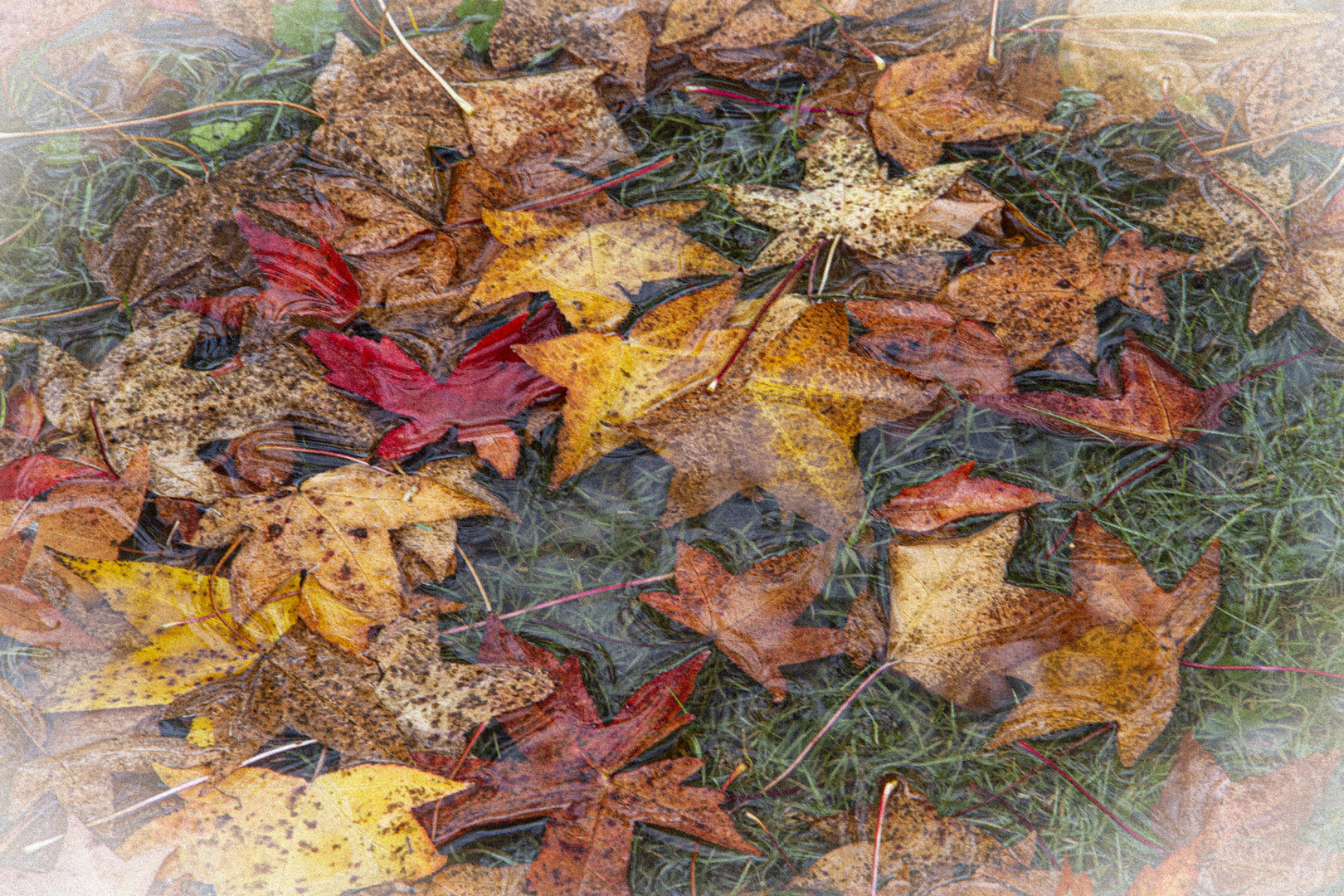 DESPUES DE LA LLUVIA DE OTOÑO