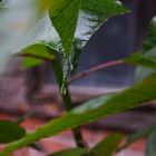 Después de la tormenta quedan las gotas.