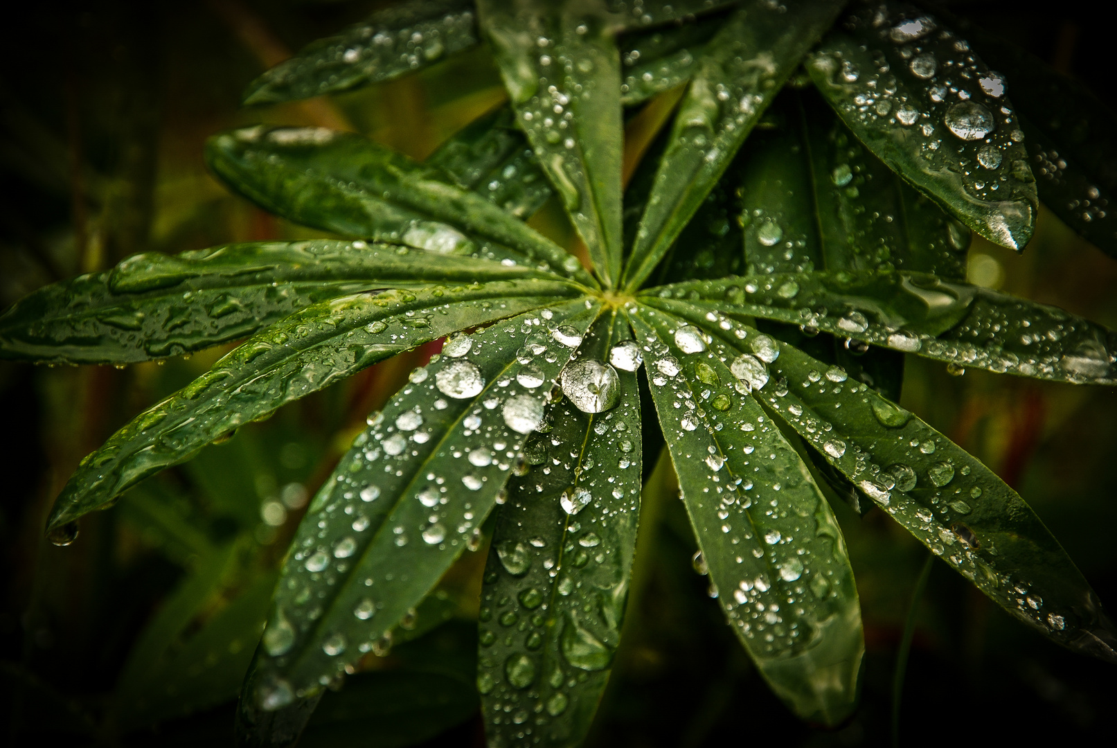 Después de llover