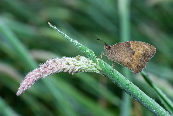 despues de una noche lluviosa