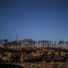 Después del incendio en la Reserva