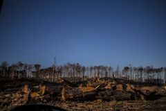 Después del incendio en la Reserva