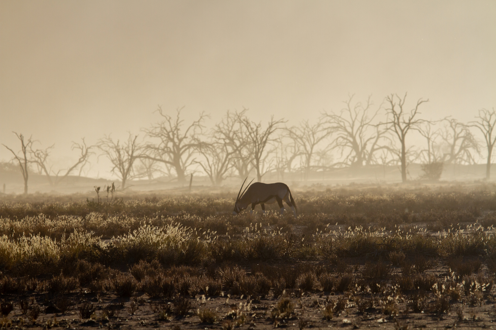 Dessert Storm  Oryx