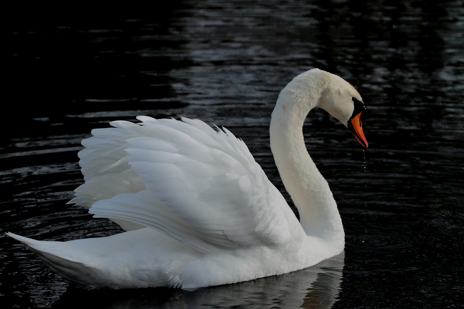  dessine moi un cygne 