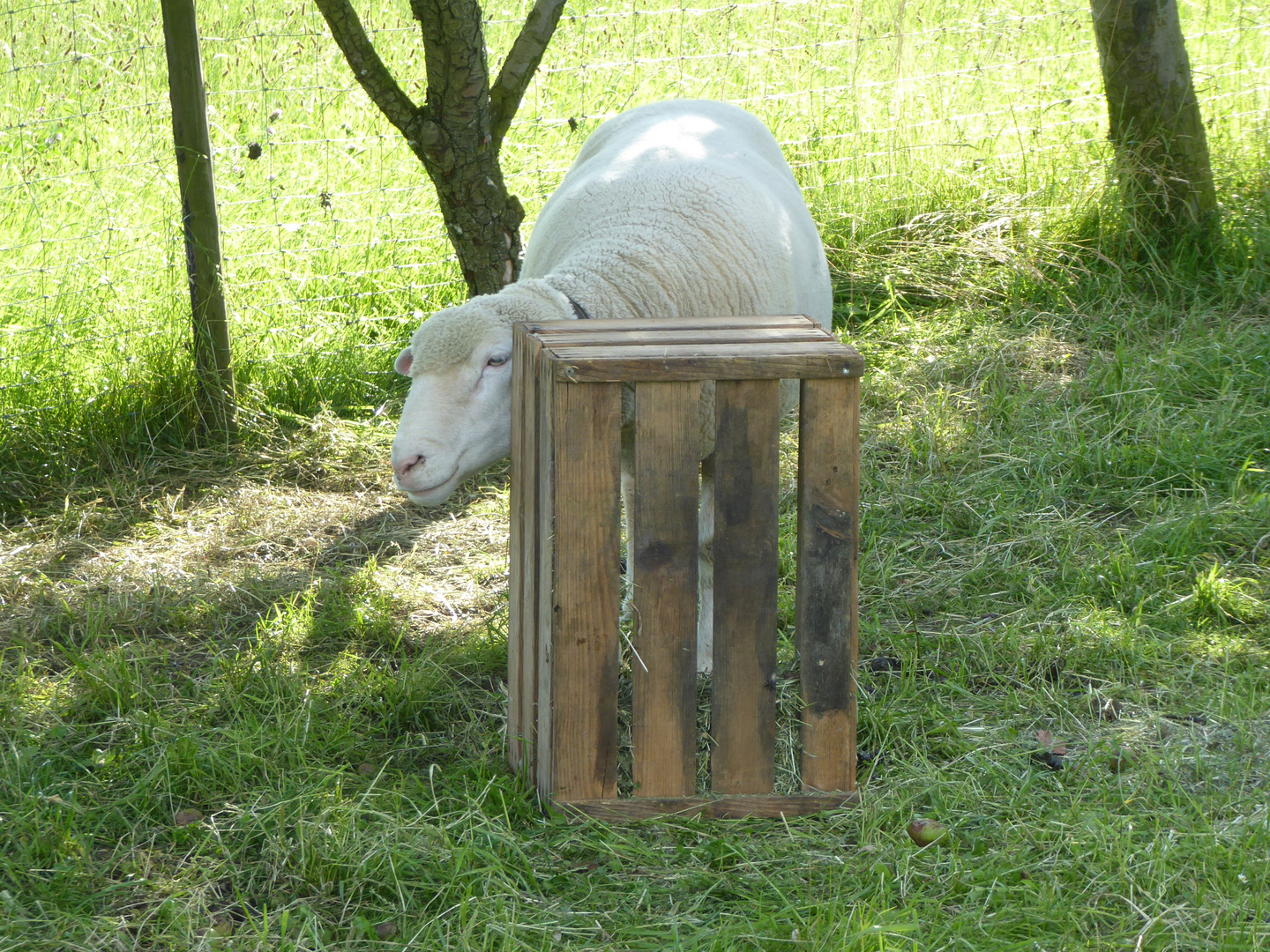 Dessine-moi un mouton...