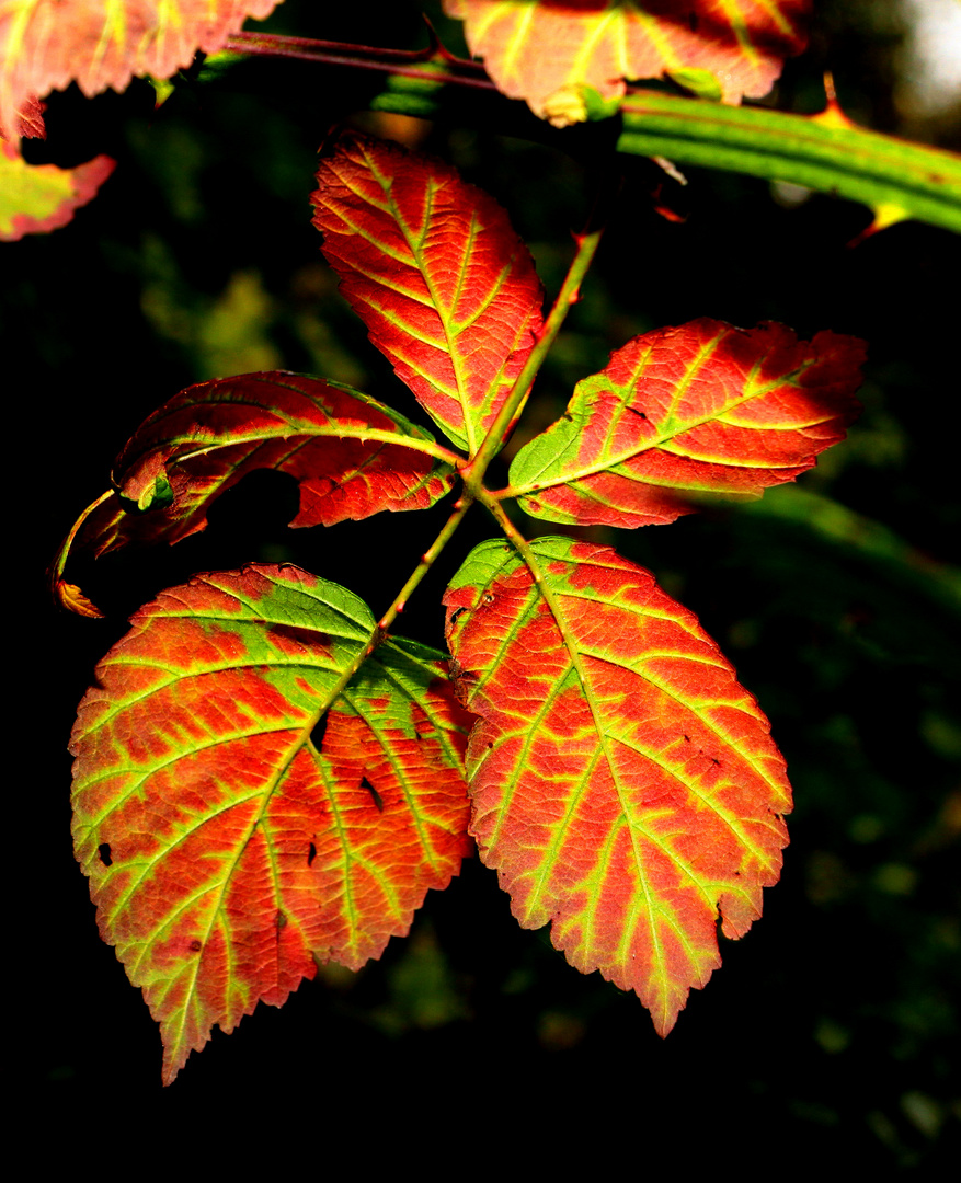 dessous d'automne