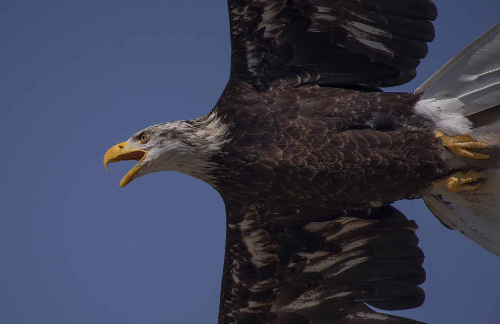 Dessous (Haliaeetus albicilla, pygargue à queue blanche)