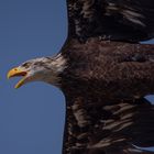 Dessous (Haliaeetus albicilla, pygargue à queue blanche)