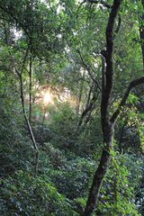 Destellos en el bosque