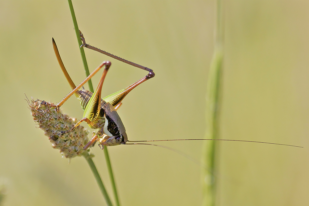 Desticelle splendide femelle