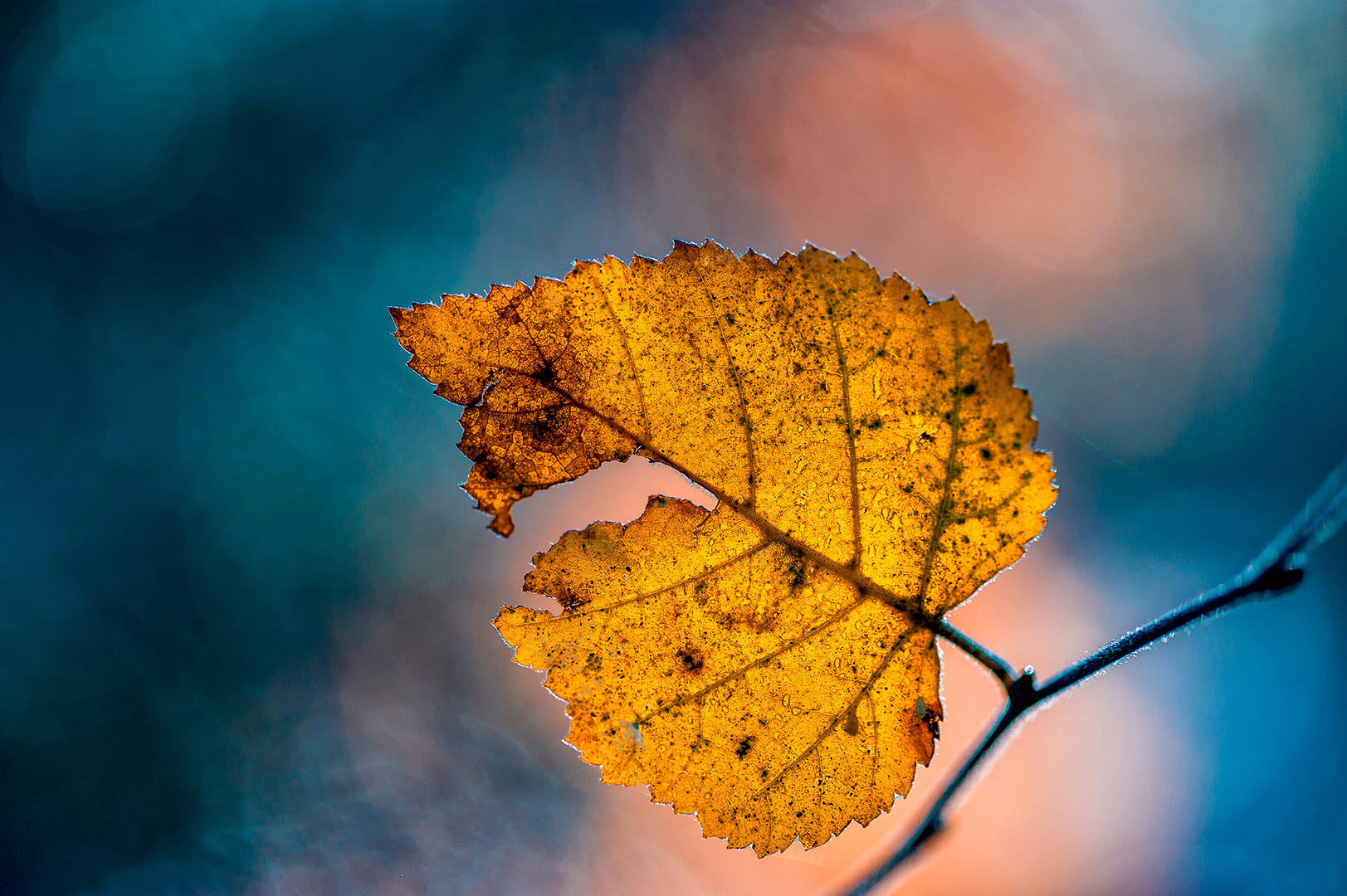 Destin d'une Feuille Oubliée