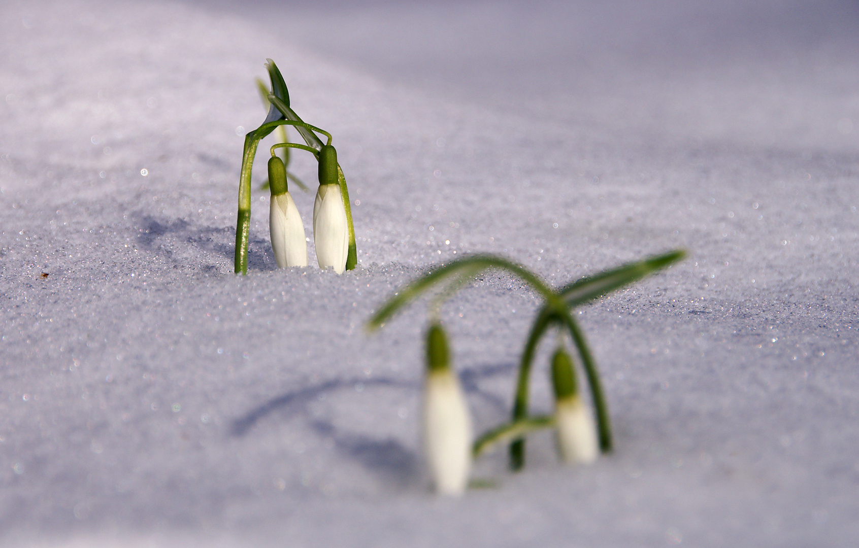 Deswegen heißen sie Schneeglöckchen... ;-)