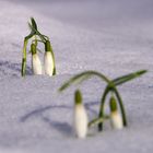 Deswegen heißen sie Schneeglöckchen... ;-)