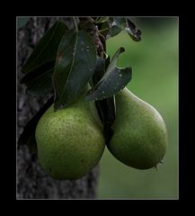 deswegen heißt das "Der Birnbaum"