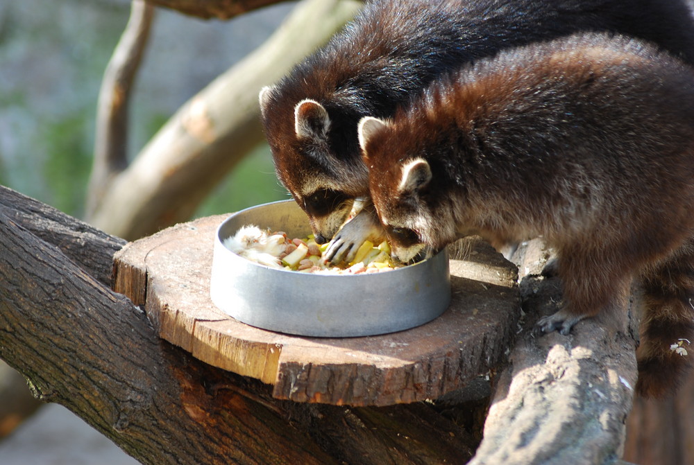 Deswegen heisst der Waschbär, "Wasch"-Bär