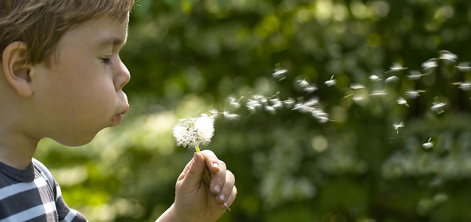 Deswegen heißt die Pusteblume Pusteblume