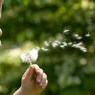 Deswegen heißt die Pusteblume Pusteblume