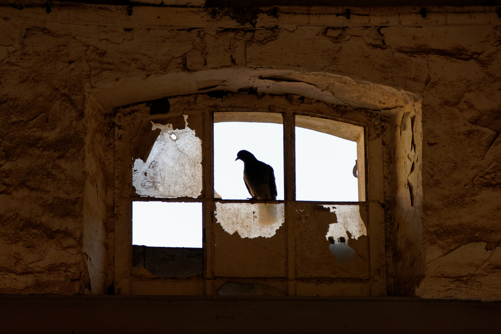 Detail alte Fleischerei Wismar: Fenster mit Taube