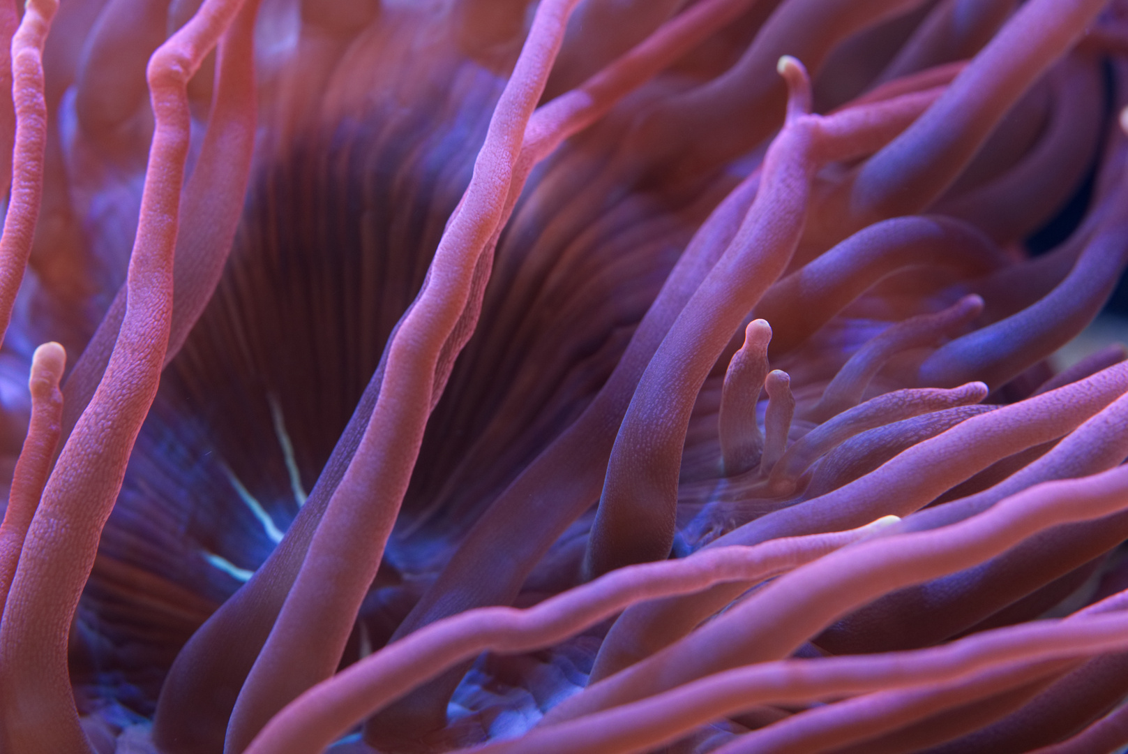 Detail Anemone