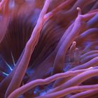 Detail Anemone