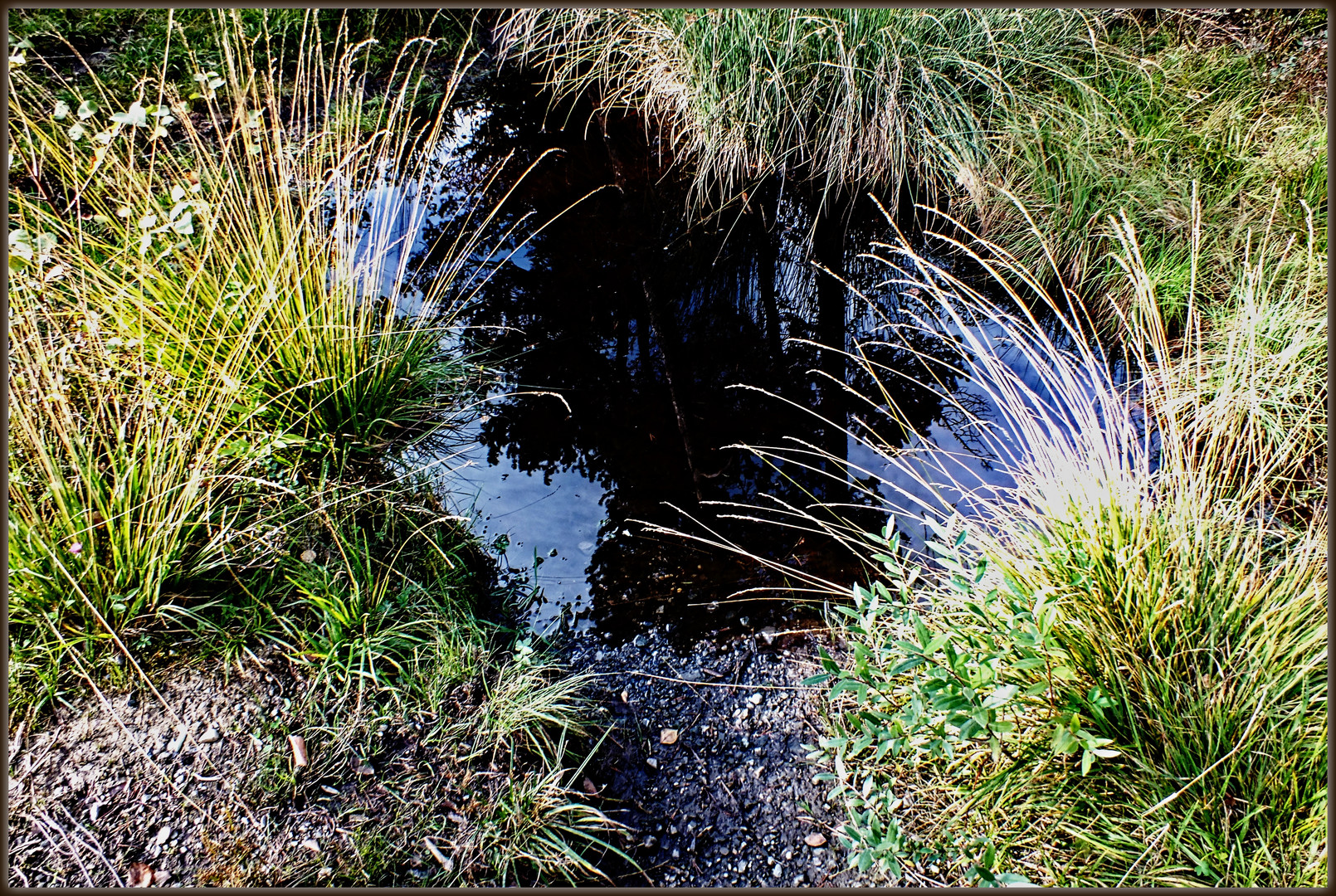 Detail aus dem Tiefenberger Moos