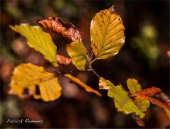 detail d'automne