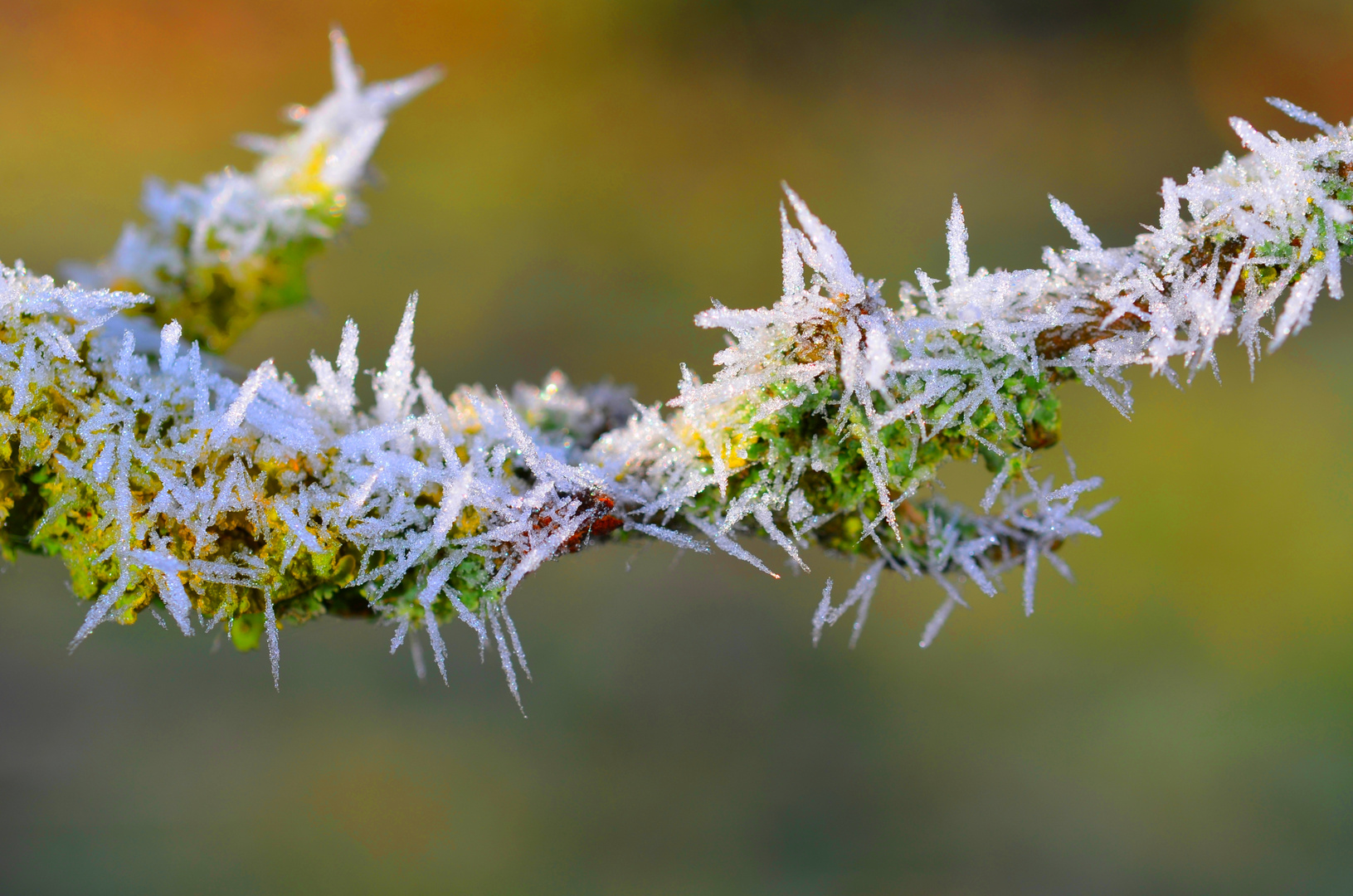 Détail de Givre sur un morceau de Branche