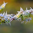 Détail de Givre sur un morceau de Branche