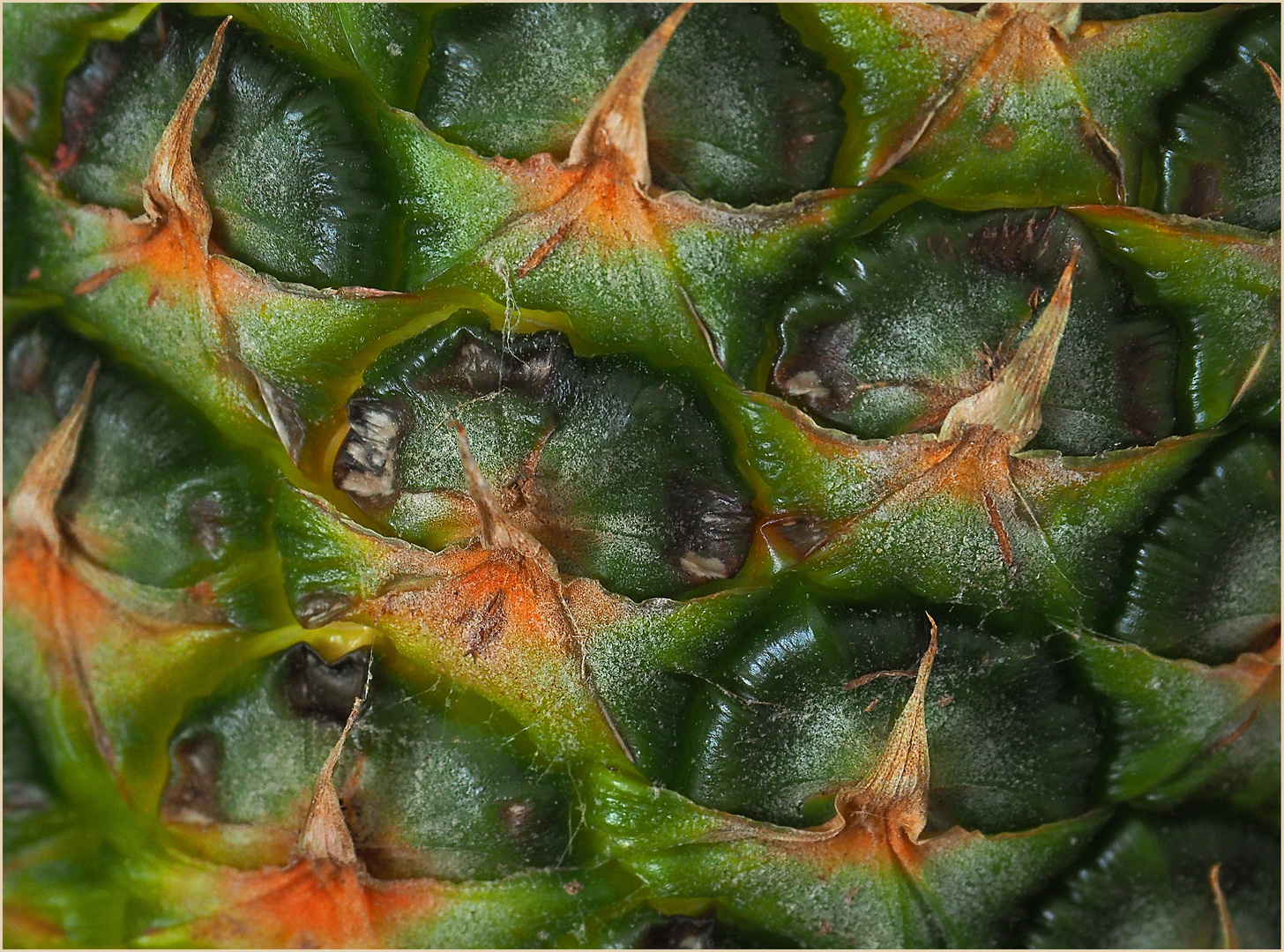 Détail de peau d’ananas…