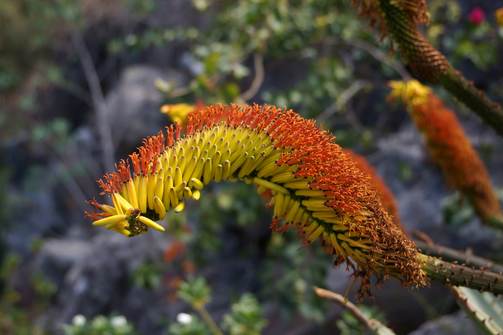 Detail der Aloe ferox  (Kap-Aloe)  (1)