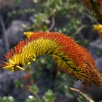 Detail der Aloe ferox  (Kap-Aloe)  (1)