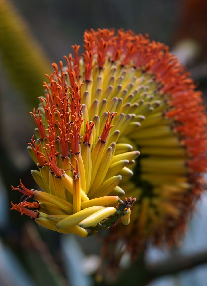 Detail der Aloe ferox  (Kap-Aloe)  (2)