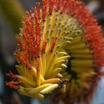 Detail der Aloe ferox  (Kap-Aloe)  (2)