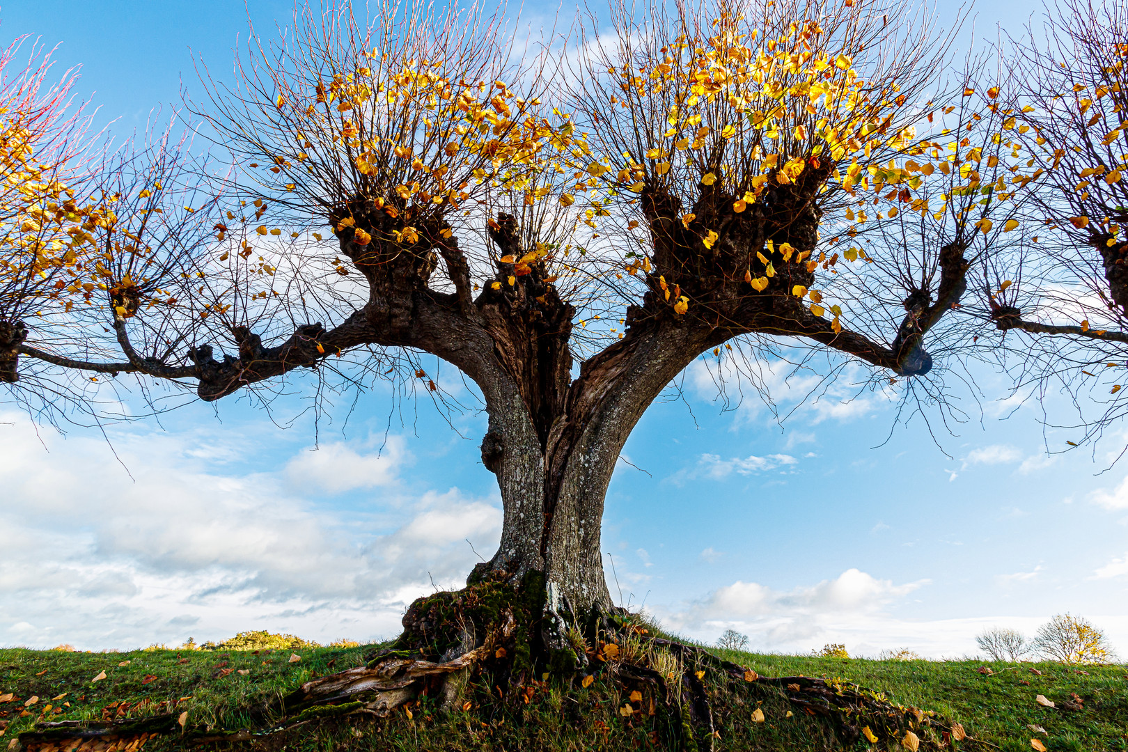 Detail der Festonallee im Herbst