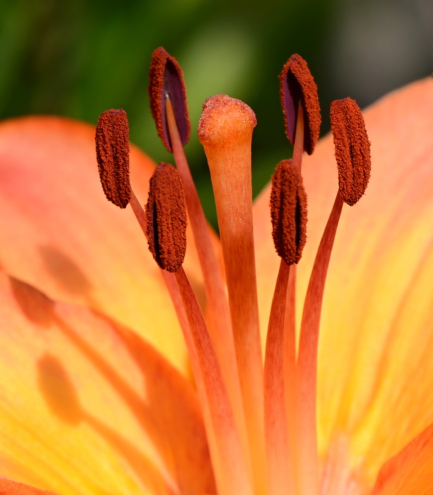 Detail der Gartenlilie