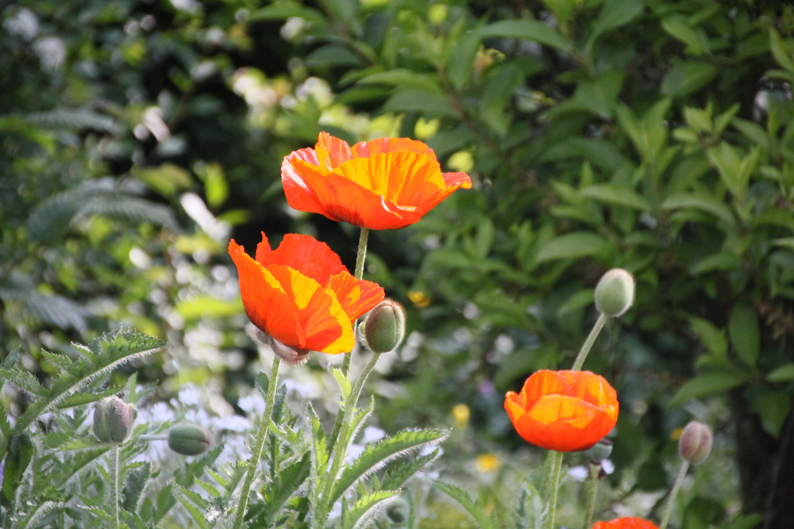 Detail der Mohnblüte